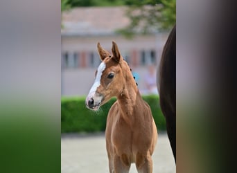 Cheval de sport allemand, Jument, Poulain (05/2024), Bai