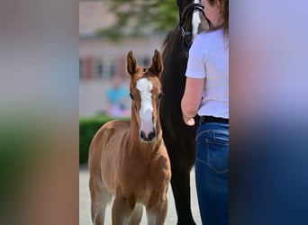 Cheval de sport allemand, Jument, Poulain (05/2024), Bai