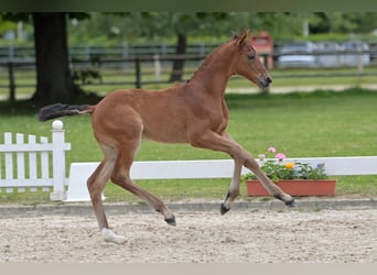 Cheval de sport allemand, Jument, Poulain (05/2024), Bai clair