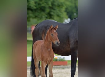 Cheval de sport allemand, Jument, Poulain (05/2024), Bai clair