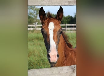 Cheval de sport allemand, Jument, Poulain (06/2024)