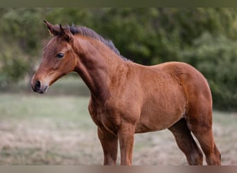 Cheval de sport allemand, Jument, Poulain (05/2025)