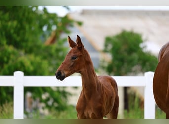 Cheval de sport allemand, Jument, Poulain (05/2025)