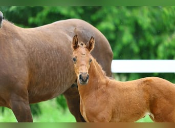 Cheval de sport allemand, Jument, Poulain (05/2025)
