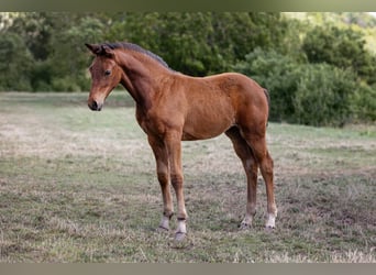 Cheval de sport allemand, Jument, Poulain (05/2025)