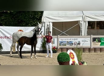 Cheval de sport allemand, Jument, , Gris