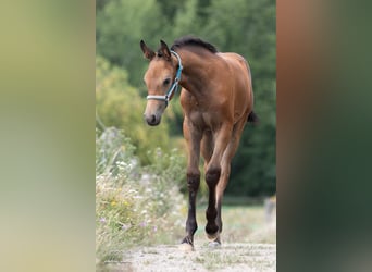 Cheval de sport allemand, Jument, Poulain (05/2026), Gris