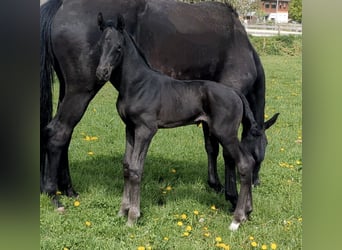 Cheval de sport allemand, Jument, , Noir