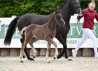 Cheval de sport allemand, Jument, Poulain (04/2024), Noir