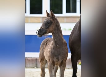 Cheval de sport allemand, Jument, Poulain (04/2024), Noir