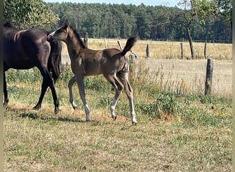 Cheval de sport allemand, Jument, Poulain (06/2026), Noir