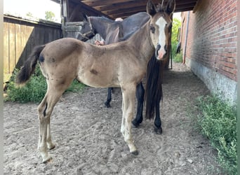 Cheval de sport allemand, Jument, Poulain (06/2026), Noir