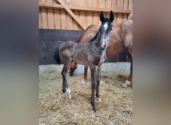 Cheval de sport allemand, Jument, , Noir