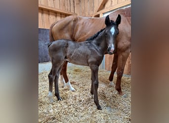 Cheval de sport allemand, Jument, , Noir