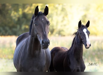 Cheval de sport allemand, Jument, Poulain (05/2025), Noir
