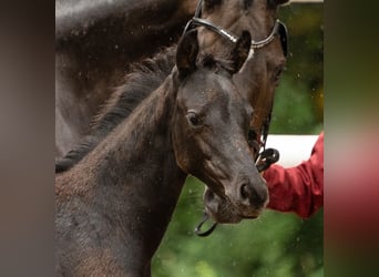 Cheval de sport allemand, Jument, Poulain (04/2026), Noir