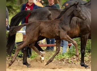 Cheval de sport allemand, Jument, Poulain (04/2026), Noir