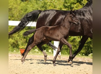 Cheval de sport allemand, Jument, Poulain (03/2025), Noir