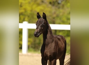 Cheval de sport allemand, Jument, Poulain (03/2025), Noir