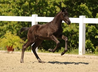 Cheval de sport allemand, Jument, Poulain (03/2025), Noir