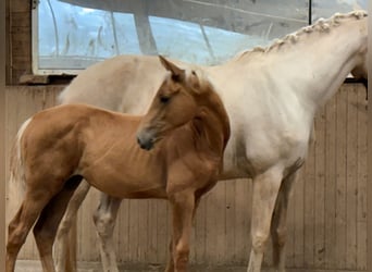 Cheval de sport allemand, Jument, Poulain (02/2026), Palomino
