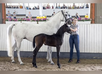 Cheval de sport allemand, Jument, Poulain (05/2026), Peut devenir gris