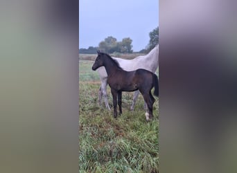 Cheval de sport allemand, Jument, Poulain (01/2025), Peut devenir gris