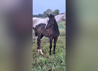 Cheval de sport allemand, Jument, Poulain (01/2025), Peut devenir gris