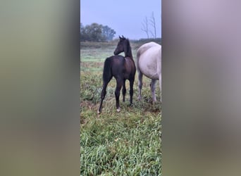 Cheval de sport allemand, Jument, Poulain (01/2025), Peut devenir gris