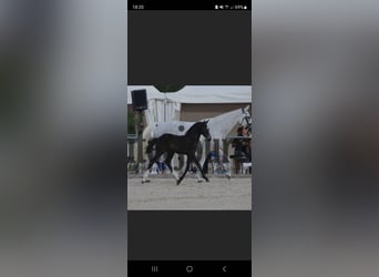 Cheval de sport allemand, Jument, Poulain (05/2026), Peut devenir gris