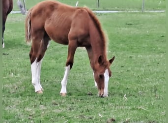 Cheval de Sport Belge, Étalon, 1 Année, Alezan