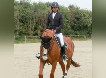 Cheval de Sport Belge, Étalon, 26 Ans