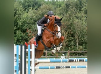 Cheval de Sport Belge, Étalon, 26 Ans
