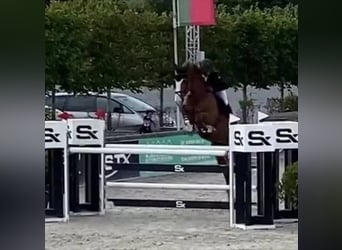 Cheval de Sport Belge, Étalon, 26 Ans