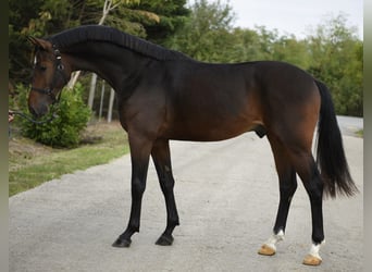 Cheval de Sport Belge, Étalon, 3 Ans, 168 cm, Bai brun