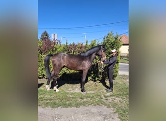 Cheval de Sport Belge, Étalon, 3 Ans, 170 cm, Bai brun