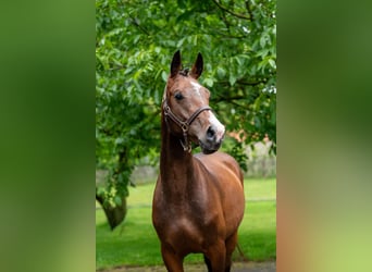 Cheval de Sport Belge, Étalon, 4 Ans, 160 cm, Bai
