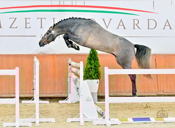Cheval de Sport Belge, Étalon, 4 Ans, 172 cm, Isabelle