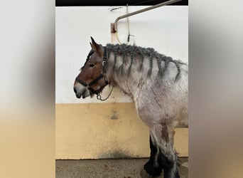 Cheval de Sport Belge, Étalon, 4 Ans, Rouan Rouge