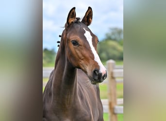 Cheval de Sport Belge, Étalon, Poulain (05/2026), Bai brun