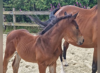 Cheval de Sport Belge, Étalon, Poulain (05/2025), Bai