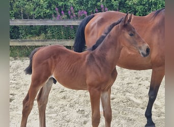 Cheval de Sport Belge, Étalon, , Bai