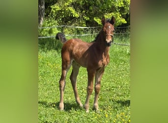 Cheval de Sport Belge, Étalon, Poulain (05/2026), Bai