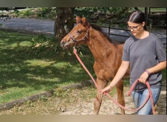 Cheval de Sport Belge, Étalon, Poulain (05/2026), Bai
