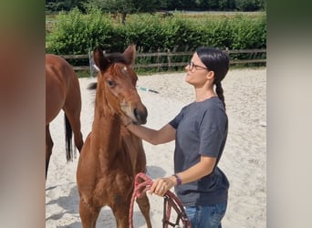 Cheval de Sport Belge, Étalon, Poulain (05/2026), Bai