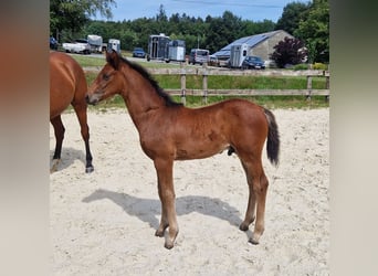 Cheval de Sport Belge, Étalon, Poulain (05/2026), Bai