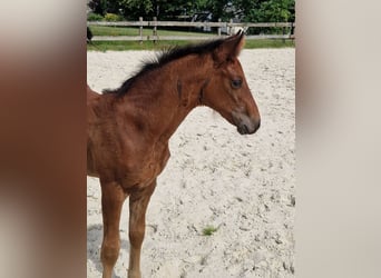 Cheval de Sport Belge, Étalon, Poulain (05/2026), Bai