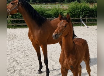 Cheval de Sport Belge, Étalon, Poulain (05/2026), Bai