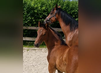 Cheval de Sport Belge, Étalon, Poulain (05/2026), Bai
