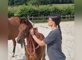 Cheval de Sport Belge, Étalon, Poulain (05/2026), Bai